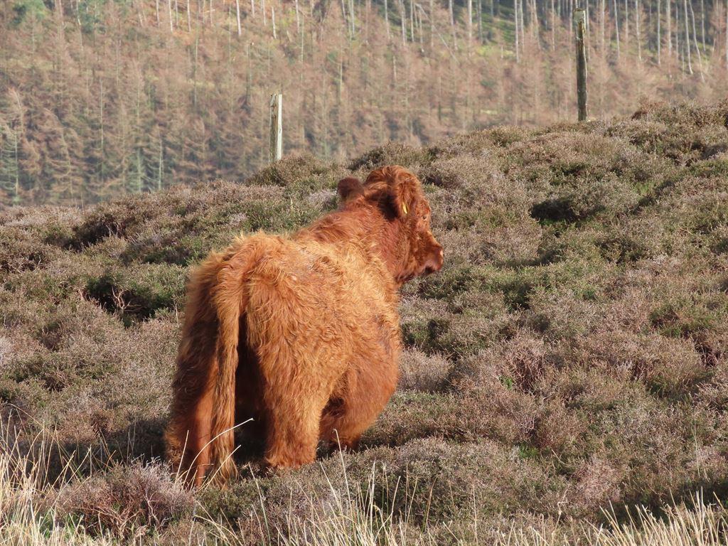 cow