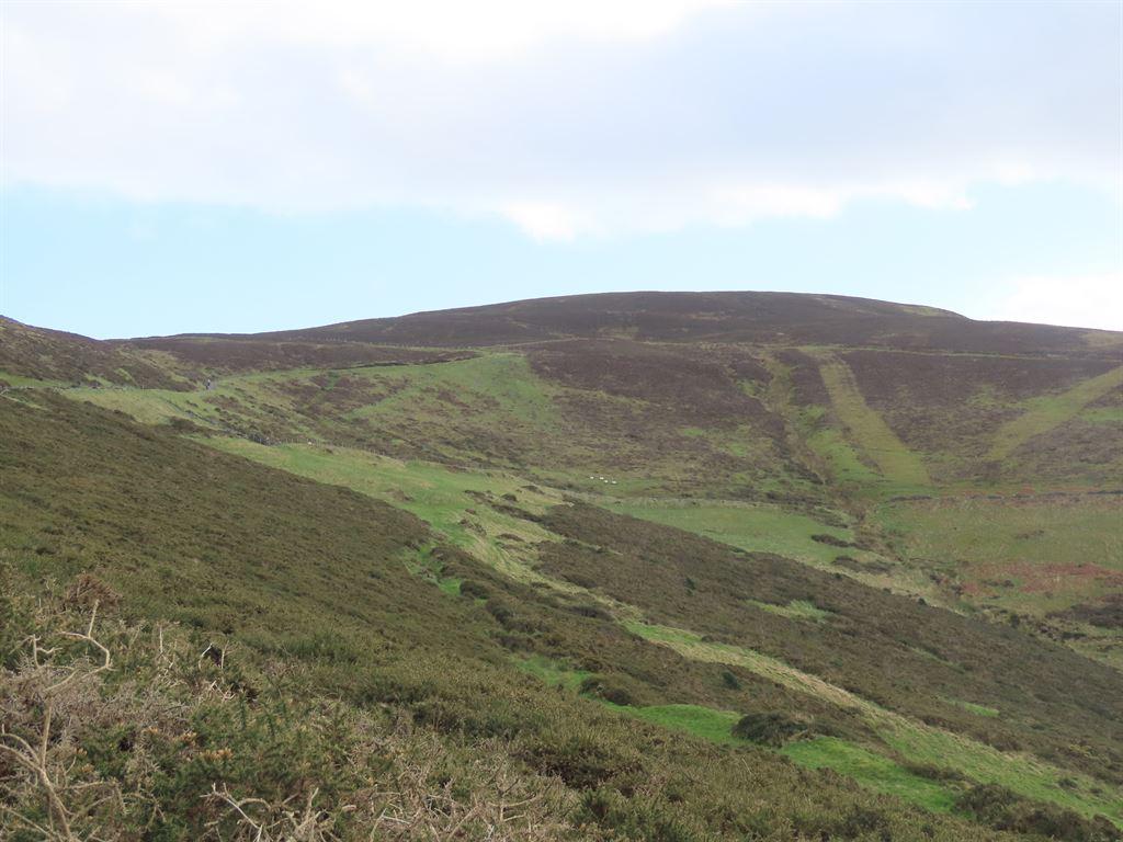 moor