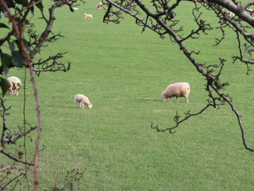 lambs2