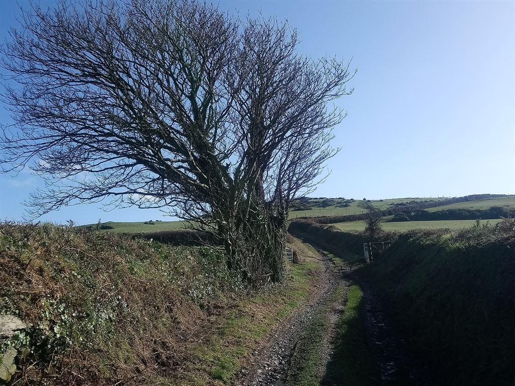 benttree