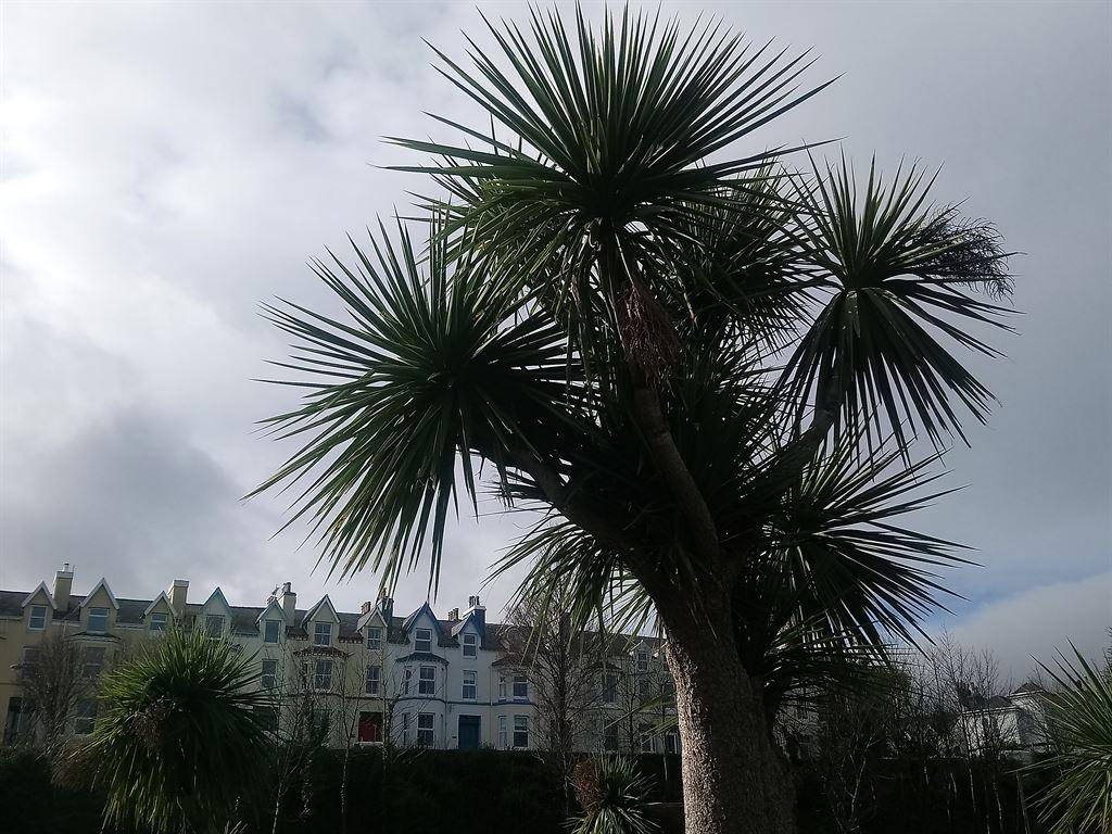 palms
