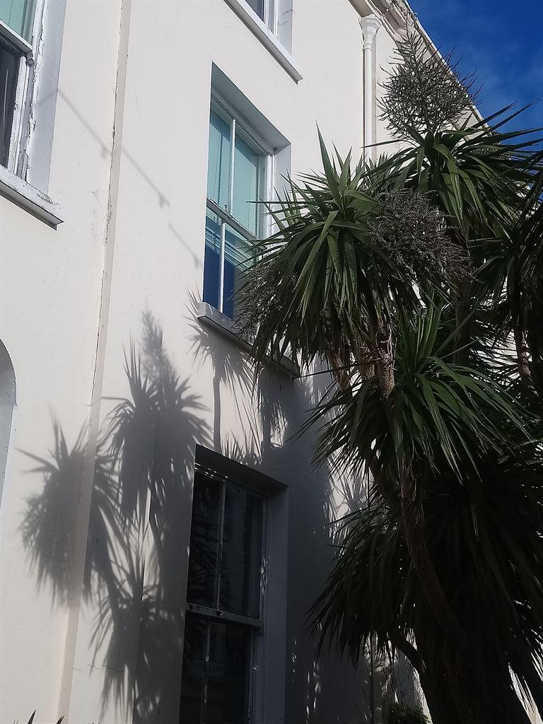 palmshadows