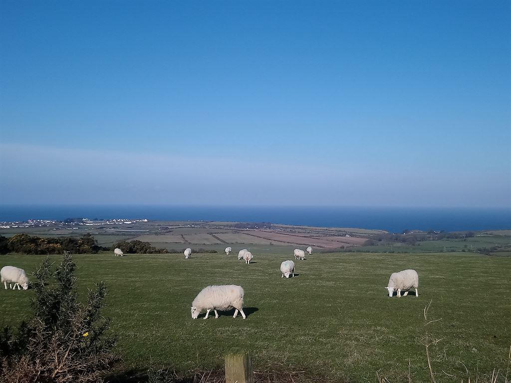 sheep