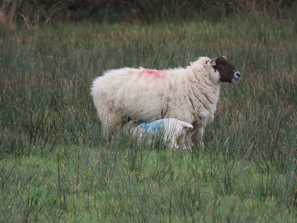 lambs