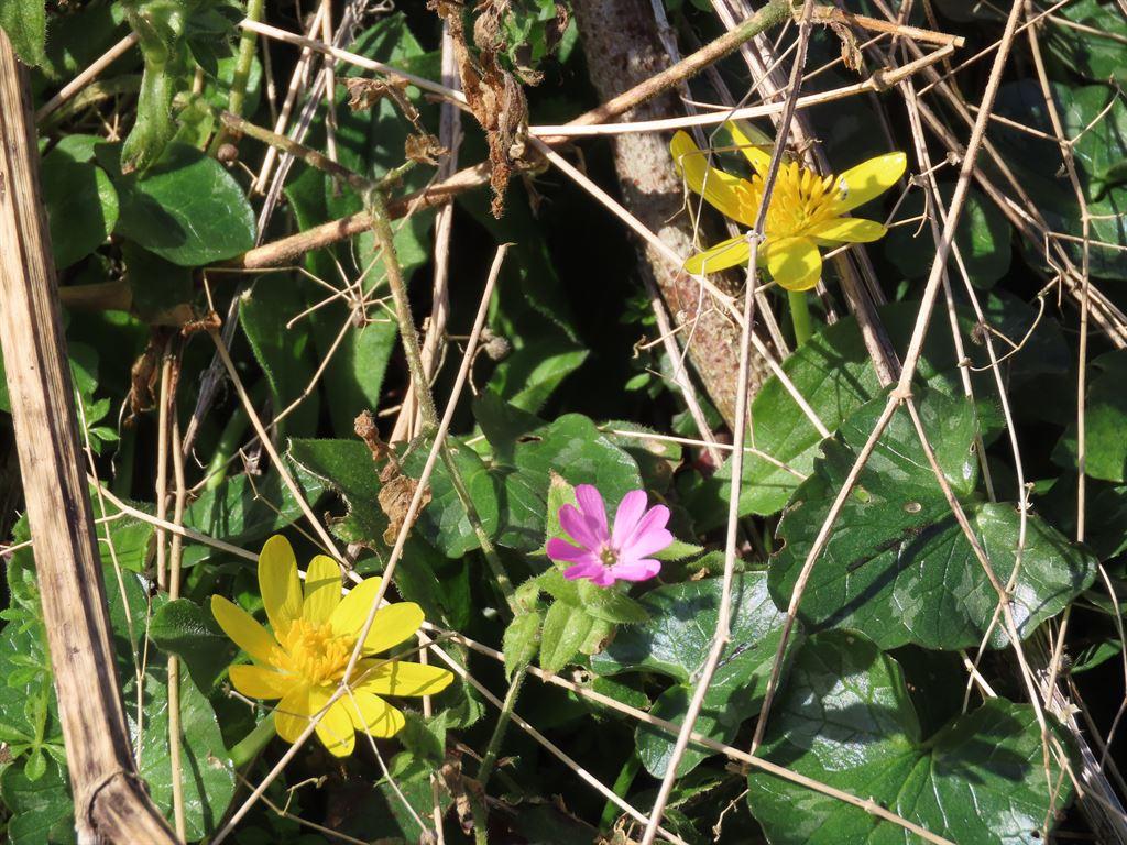 celandines&campions