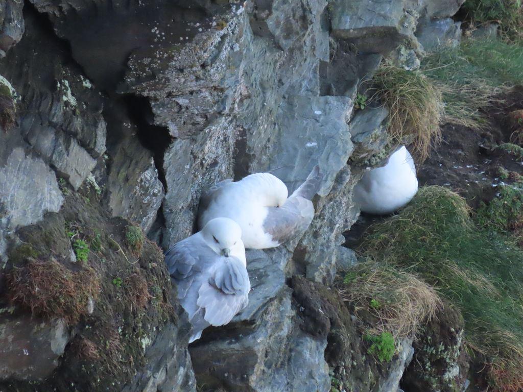 gulls2
