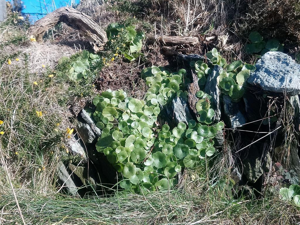 pennywort