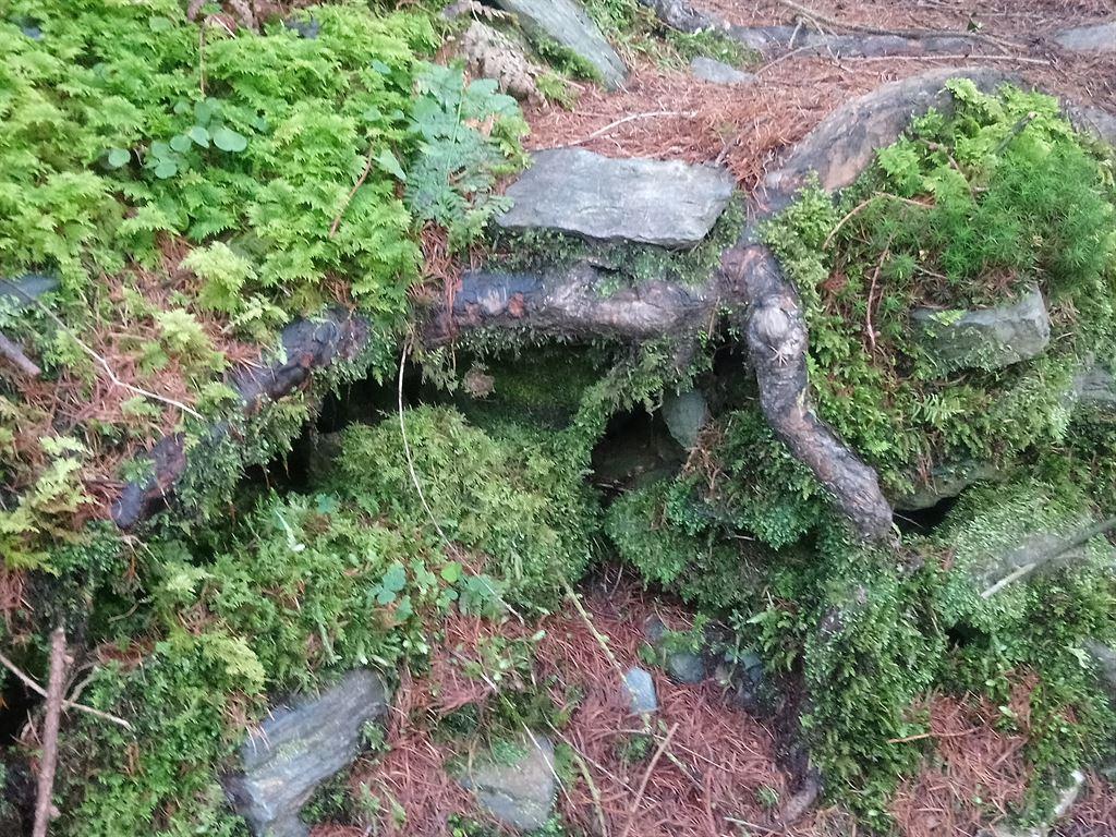 moss