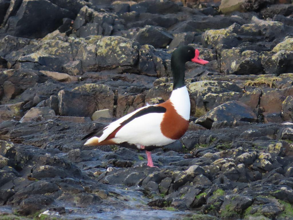 shelduck