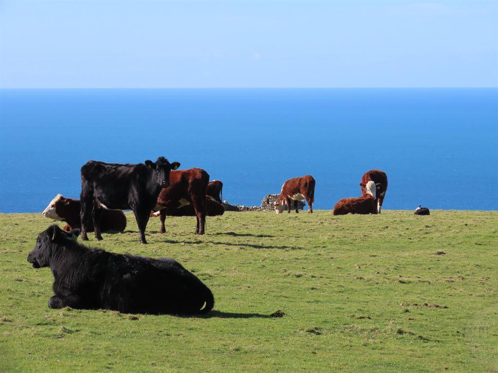 coos