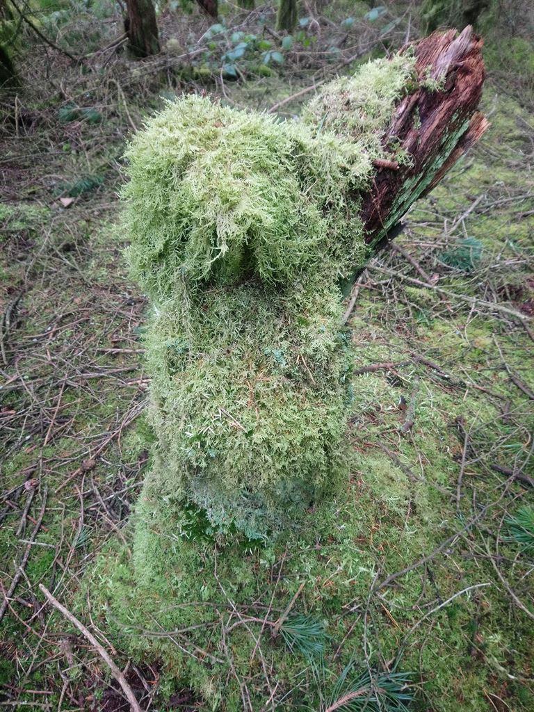 mossgoon1