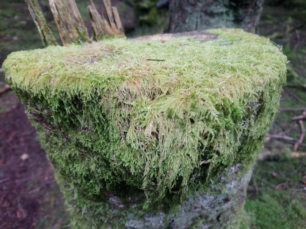 moss1