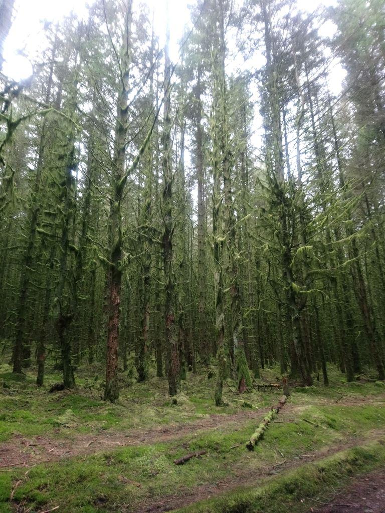 moss2