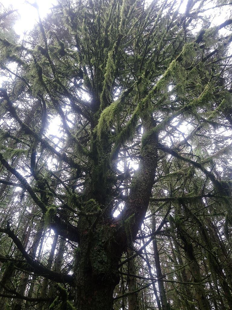 moss3