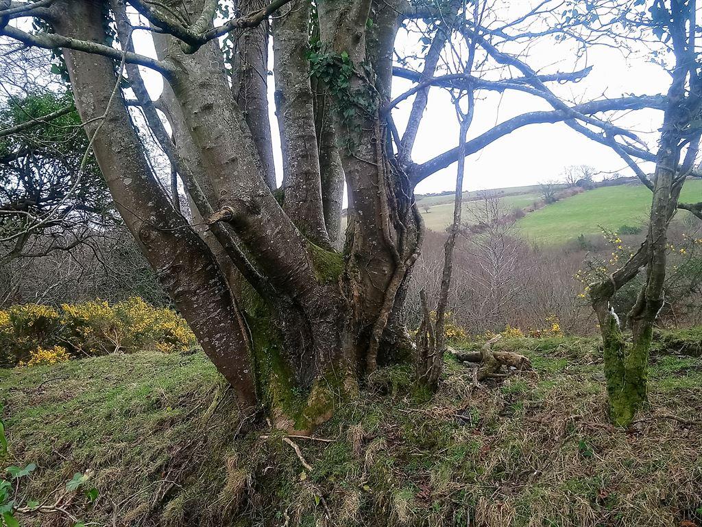 tree