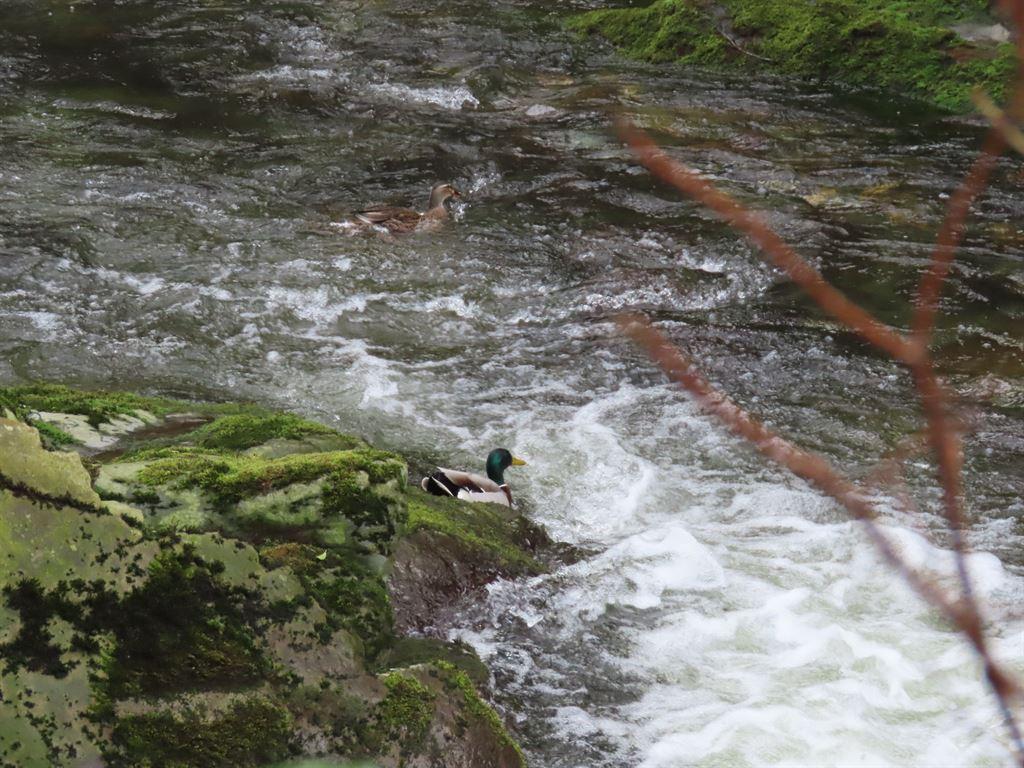 ducks2