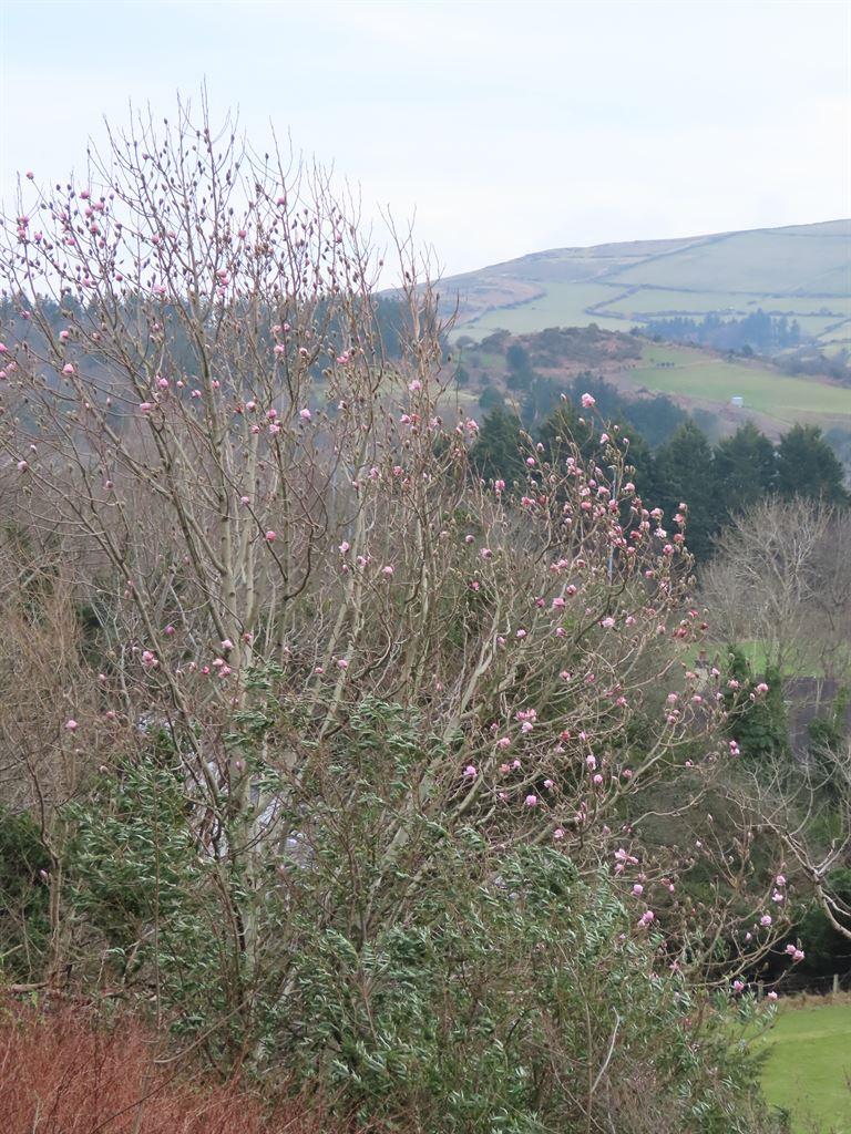 magnolia