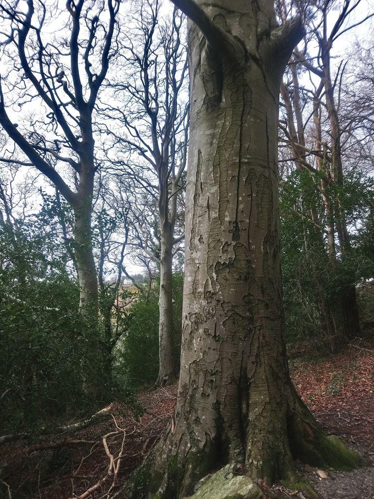 trees2