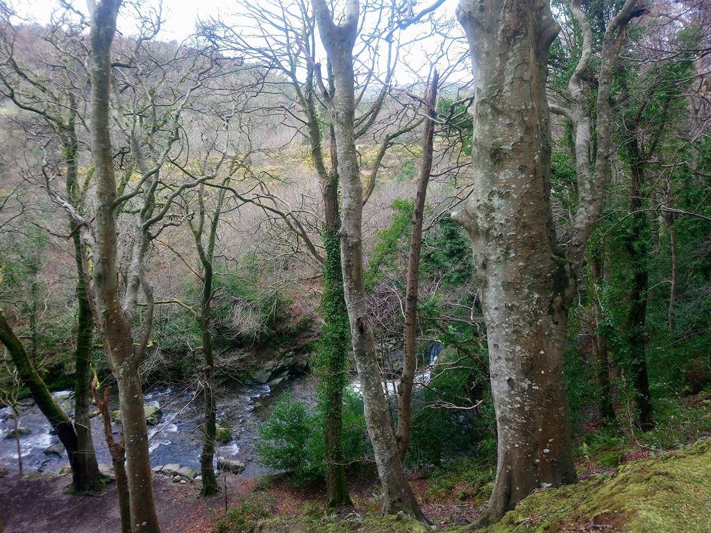 trees3