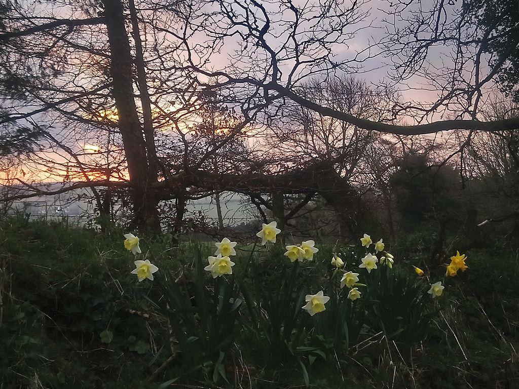 sunrisedaffs