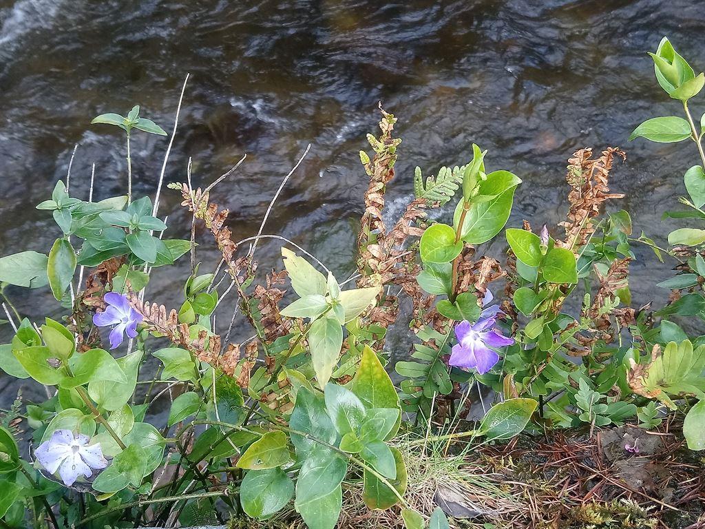 periwinkles