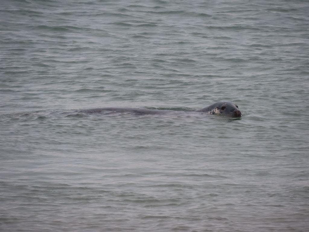 seal1