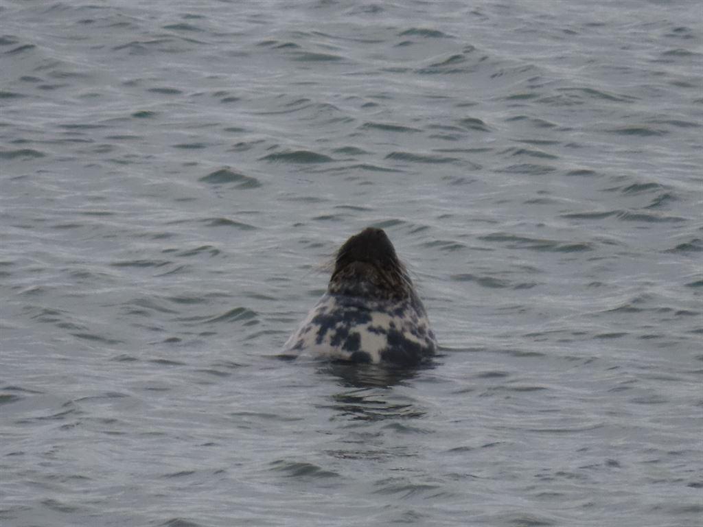 seal2