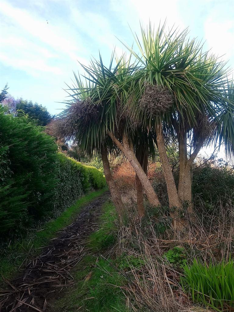palm
