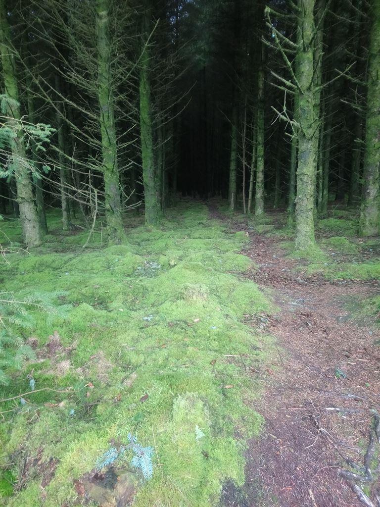 forest