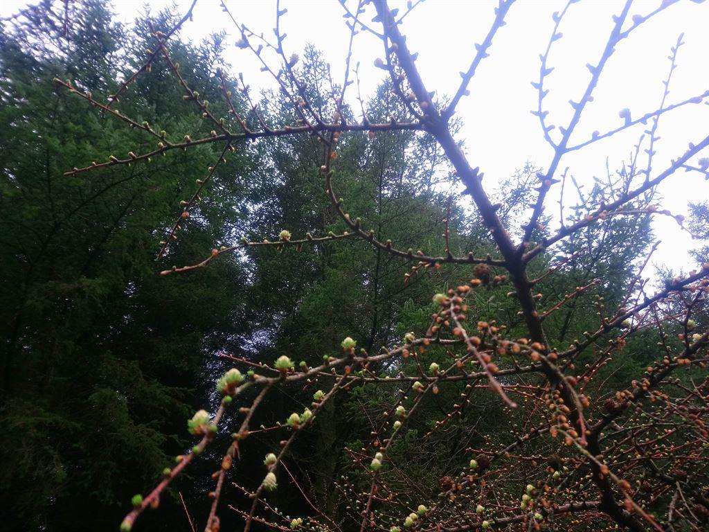 buds