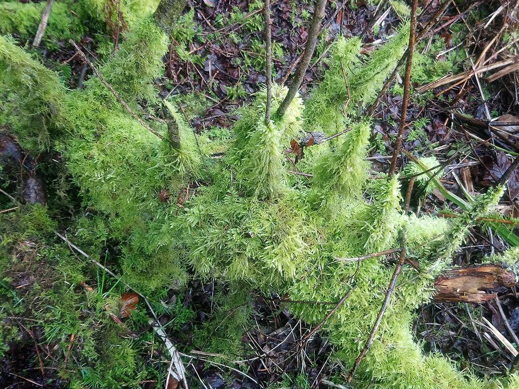 moss2