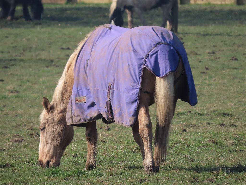 horseblanket