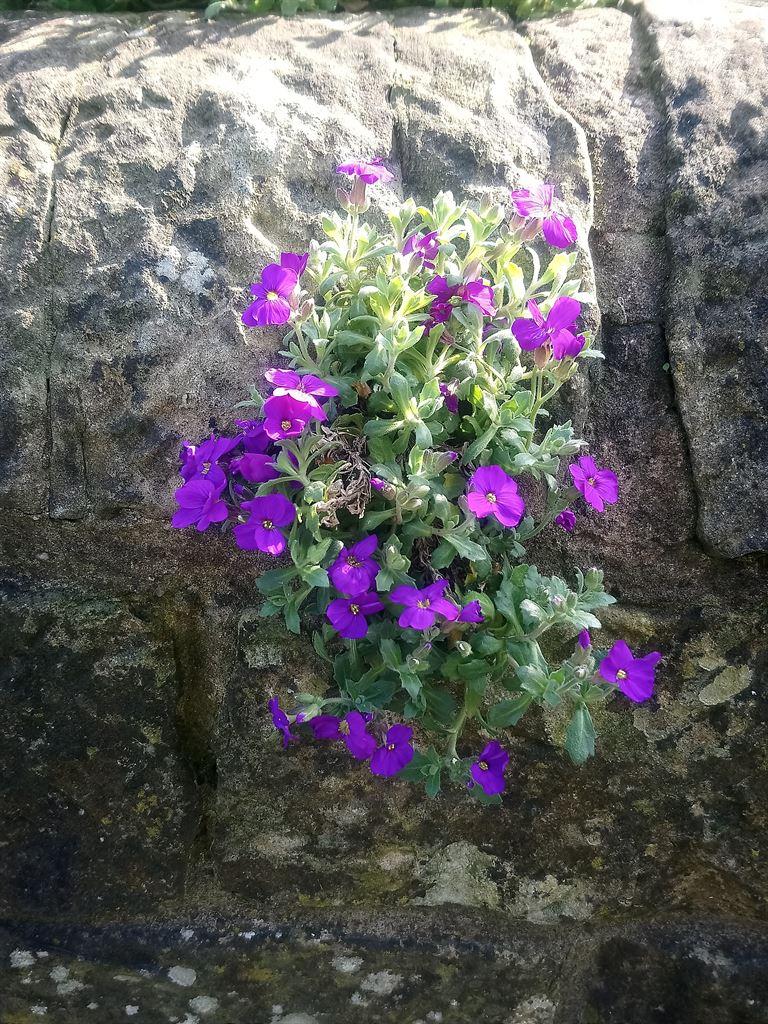 wall