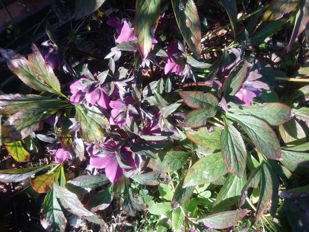 leaves