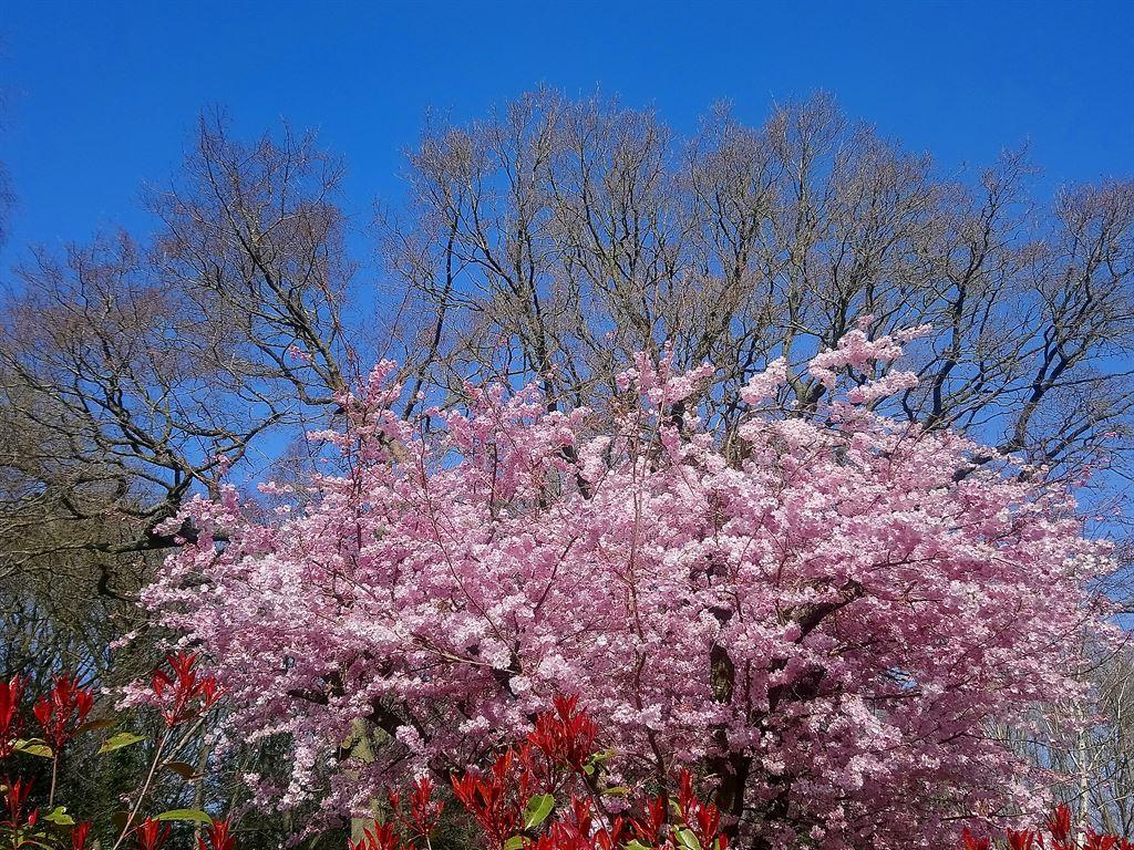 cherry