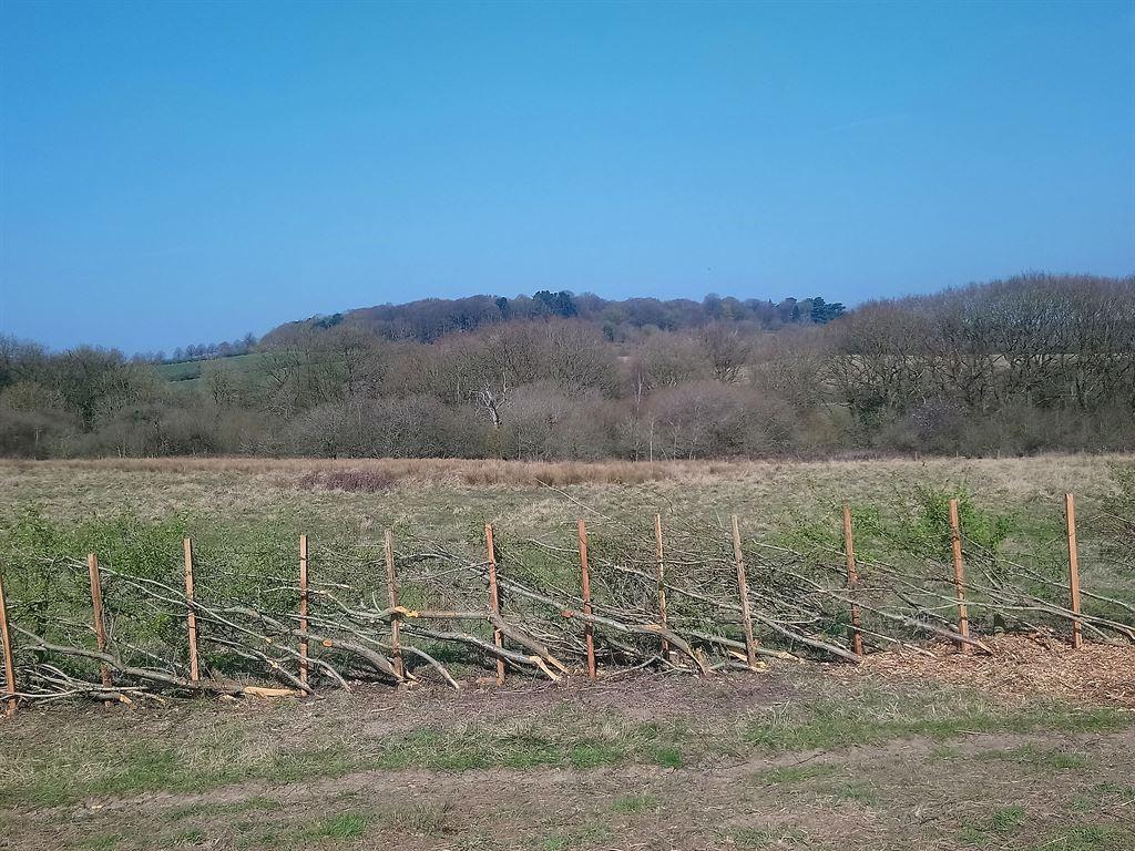 hedging