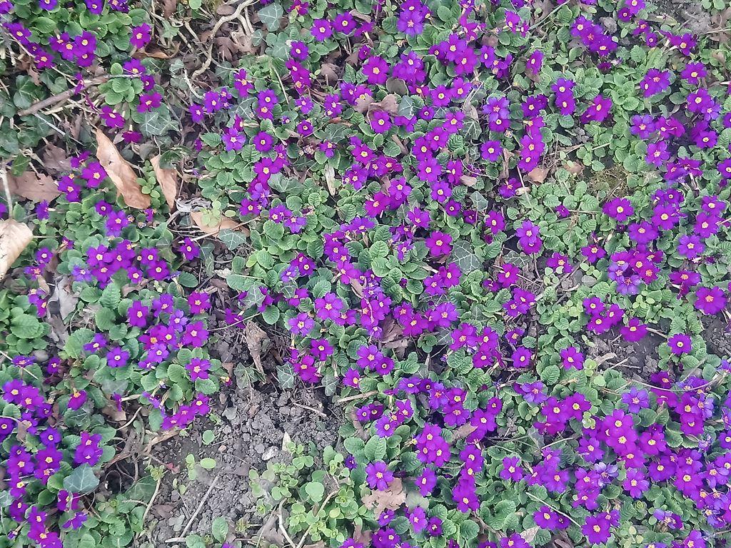 flowercarpet