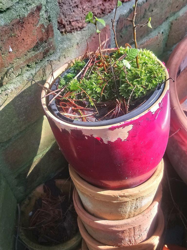 plantpot