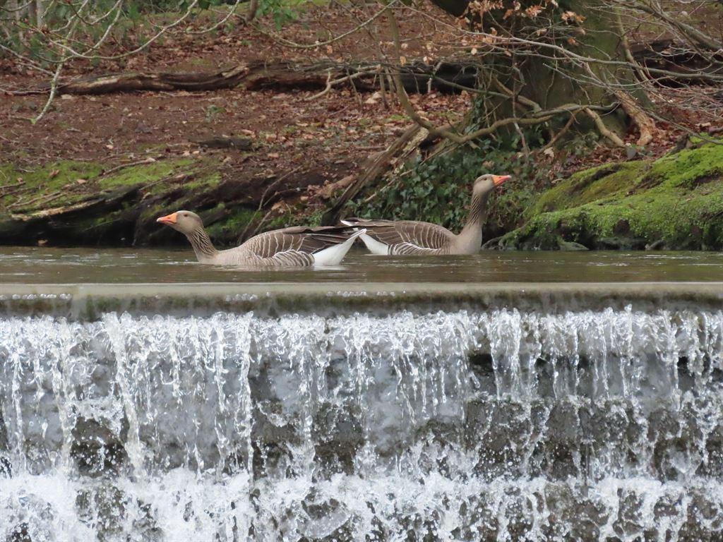 geese