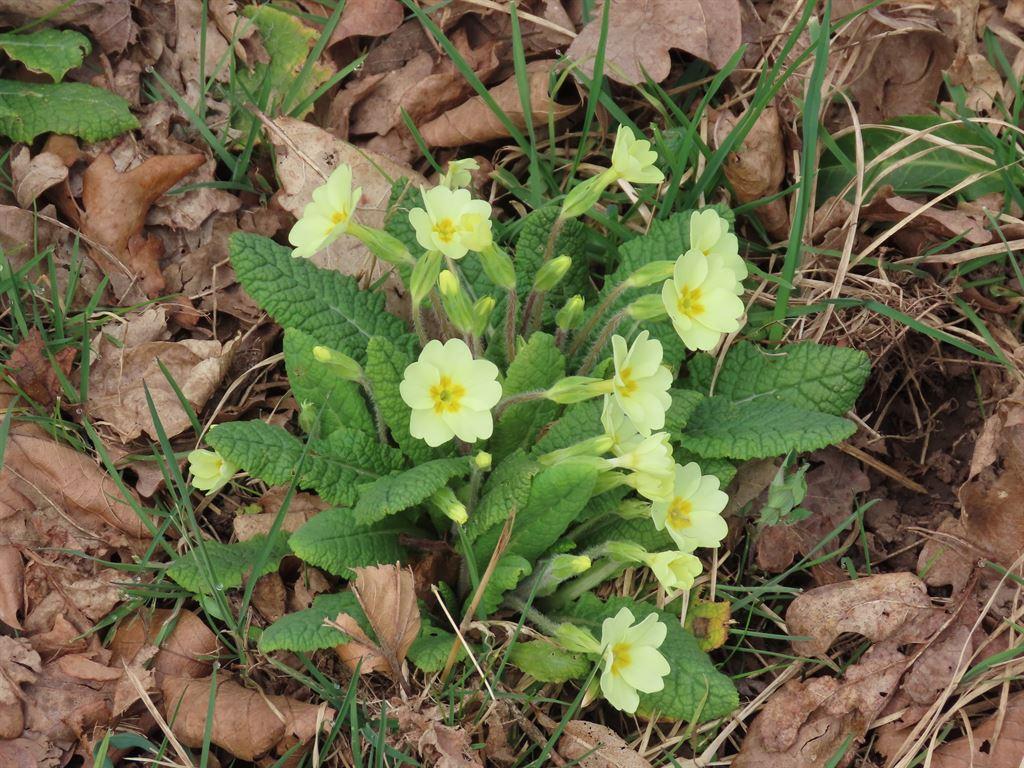 primroses