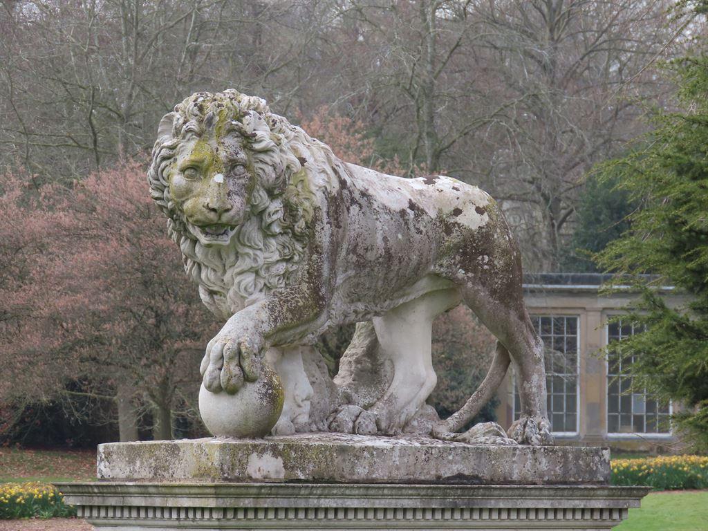 lion
