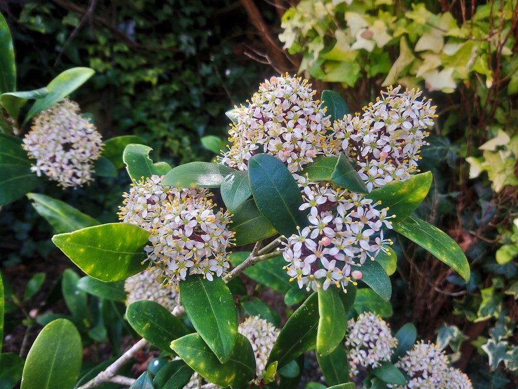 scent