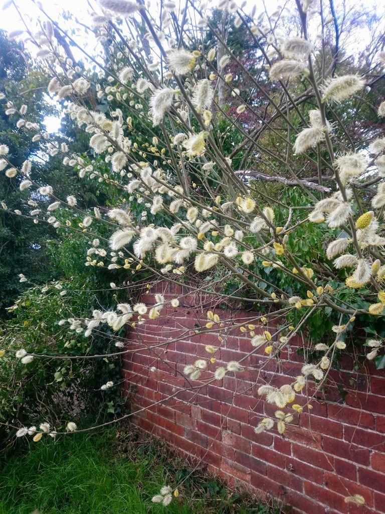 pussywillow