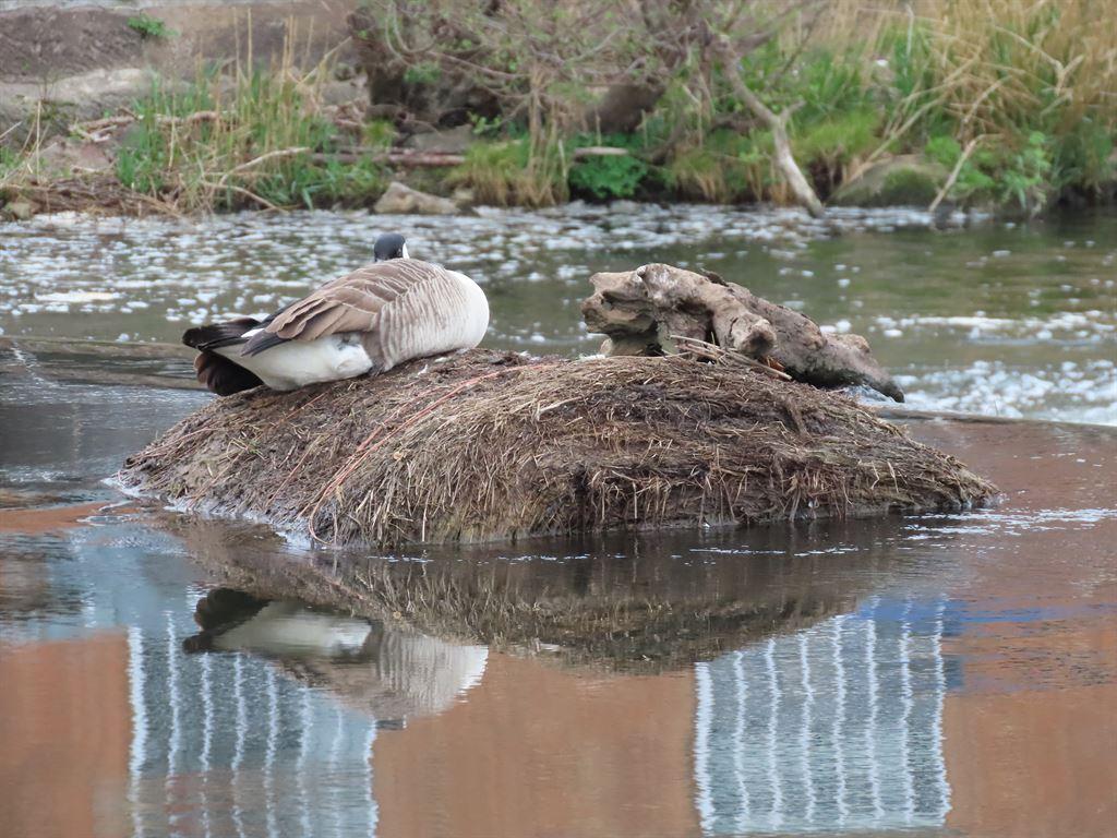 goose
