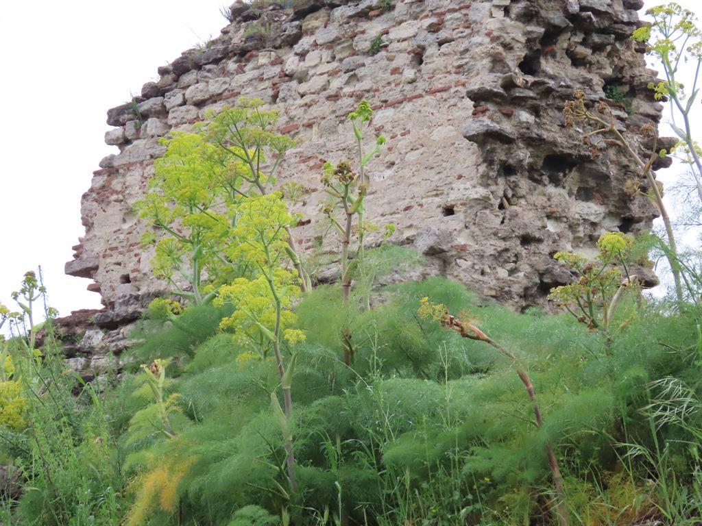 walls7