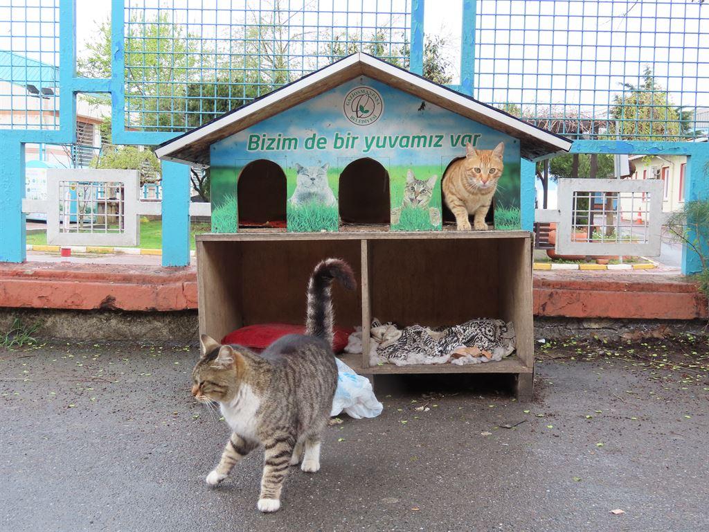kittyhouse