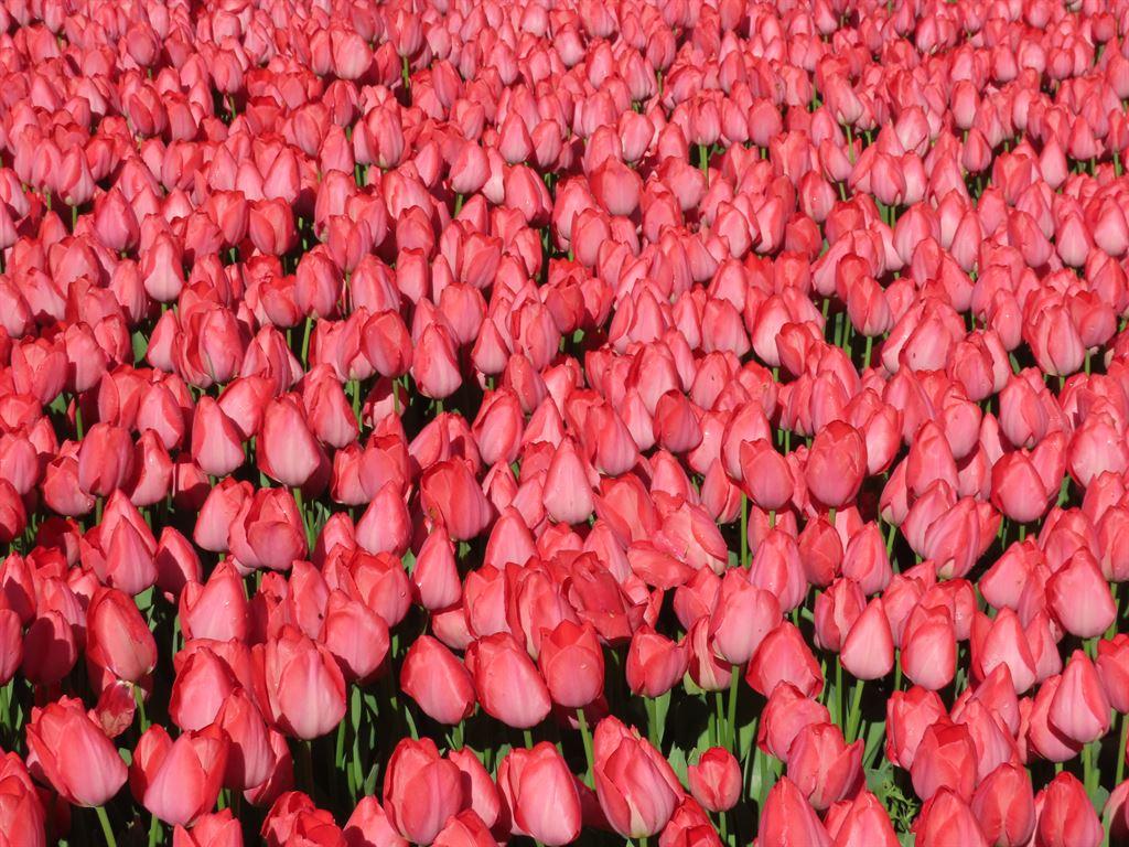 redtulips