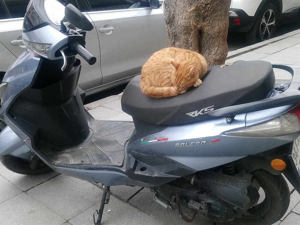 cat&bike