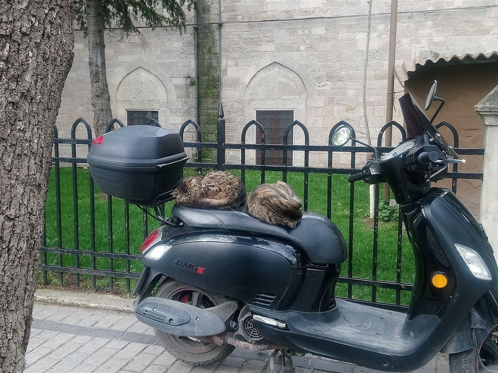 cats&bike