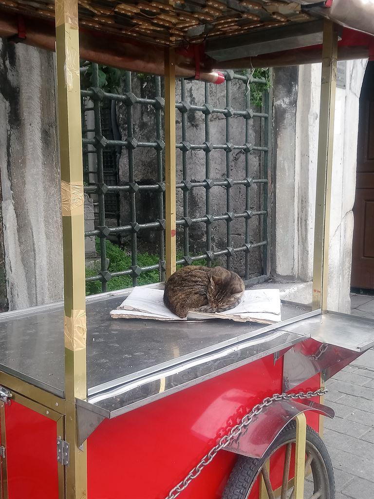 gerobakcat